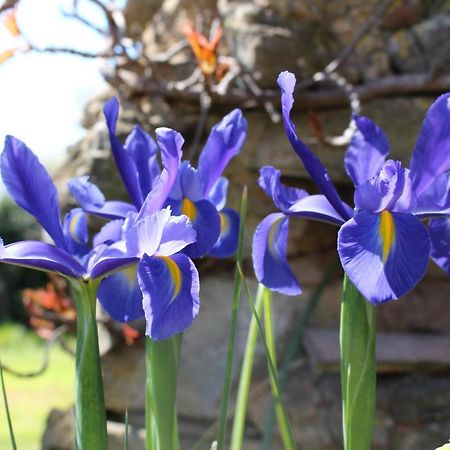 Mas Les Romarins, 10 Min D'Uzes, Piscine Et Grand Jardin Clos, Jeux, Nid De Repos Et Base Pour Activites Dans Le Gard (Adults Only) Экстерьер фото